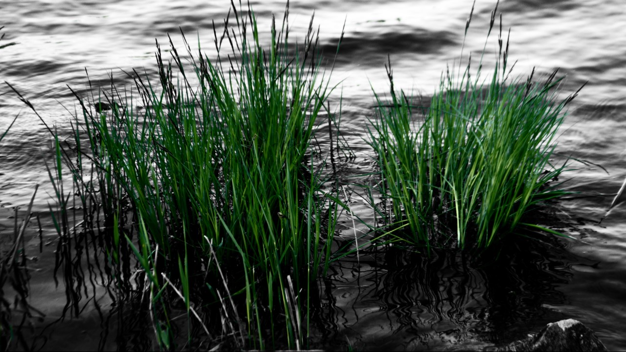 Seegras Foto & Bild landschaft, bach, fluss & see, see, teich