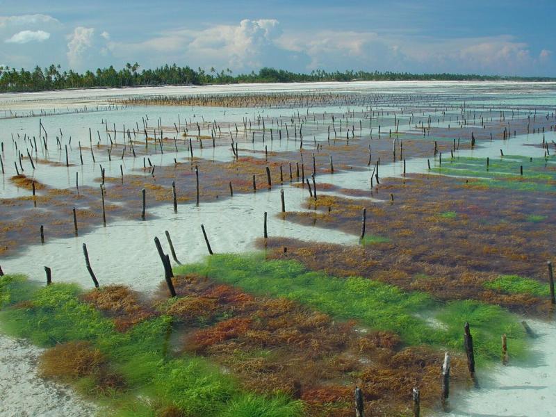 Seegras Farm in Sansibar