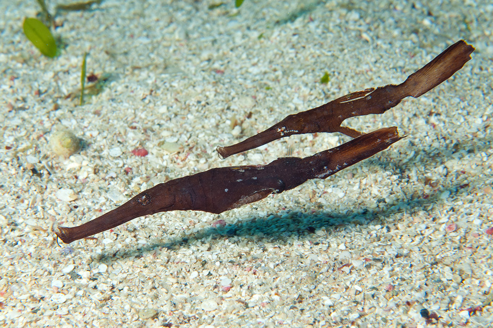 Seegras Geisterpfeifenfisch