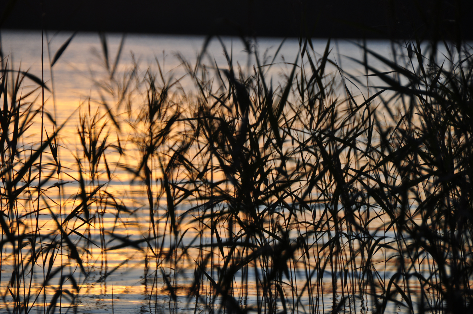 Seegras im Abendlicht