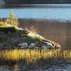 Seegras im Sonnenlicht