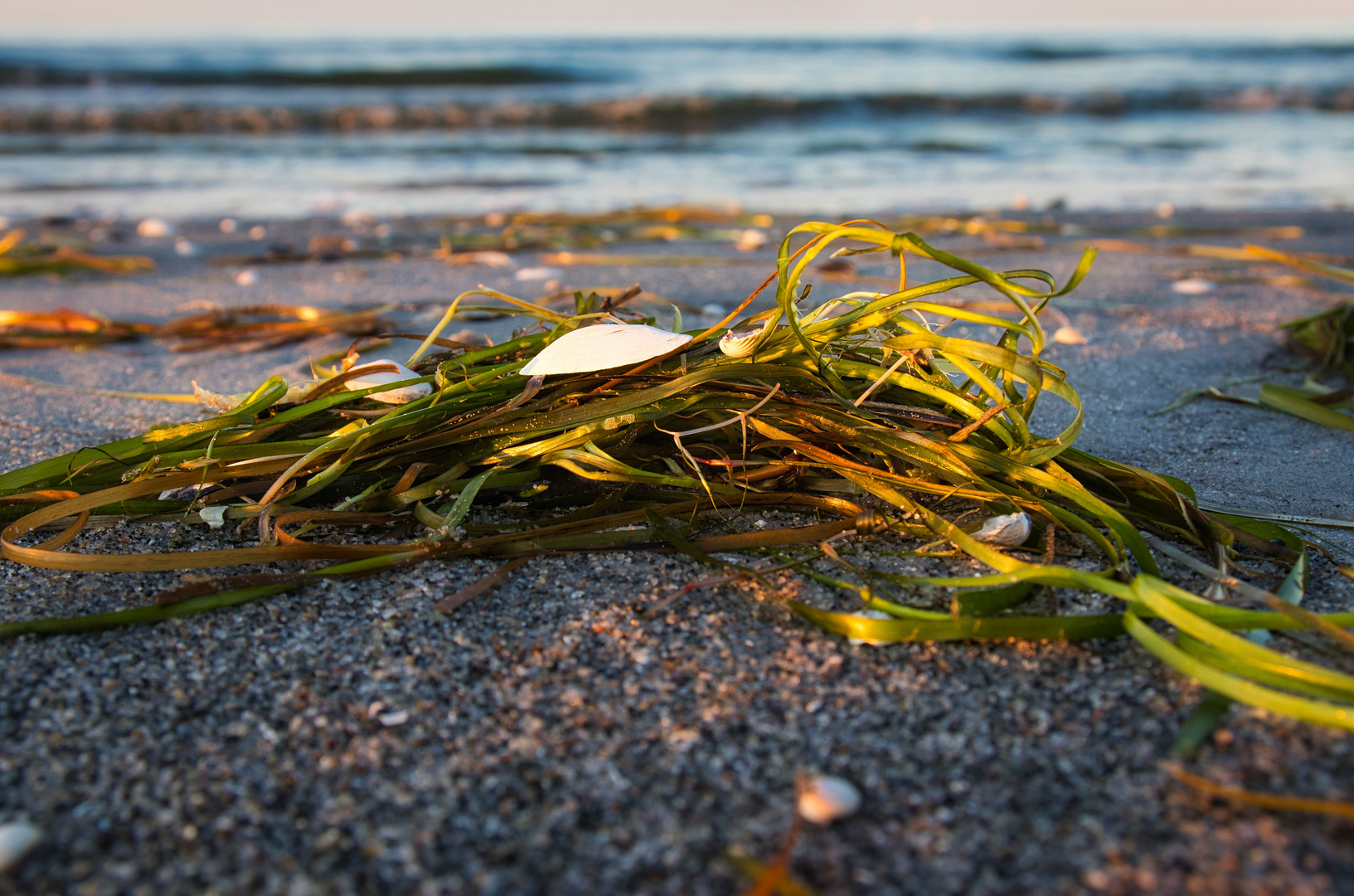 Seegras in der Abendsonne am Strand