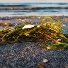 Seegras in der Abendsonne am Strand