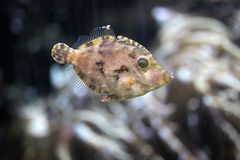 Seegras- oder Tangfeilenfisch