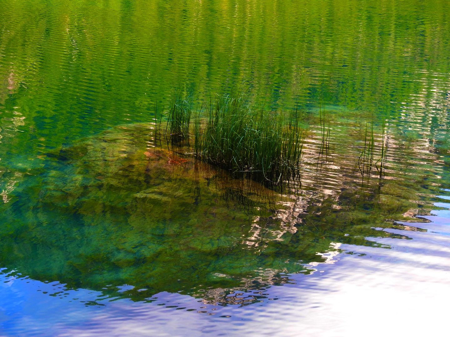 seegras spiegelung im fussinsee 2020 