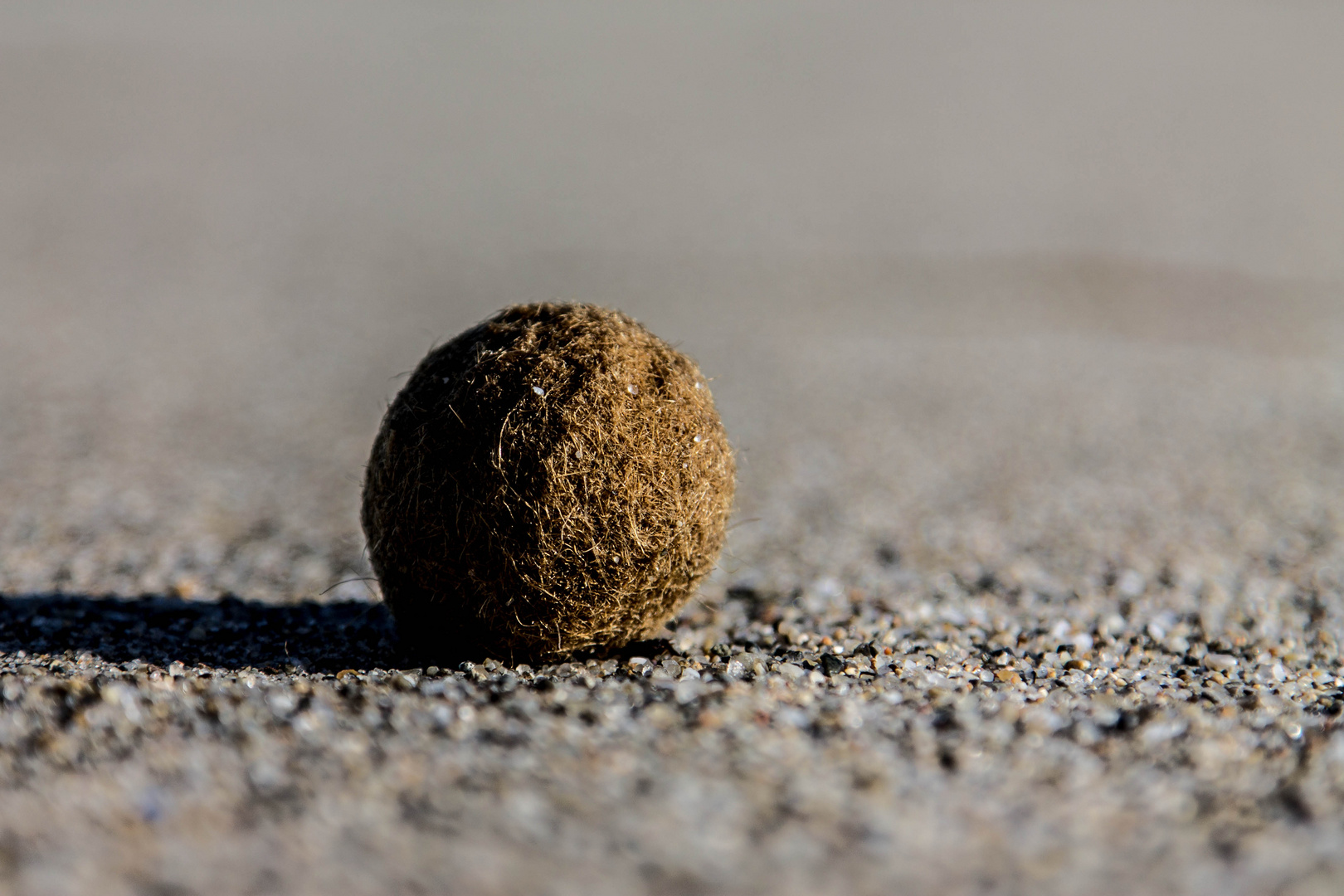 Seegrasballen