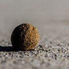 Seegrasballen