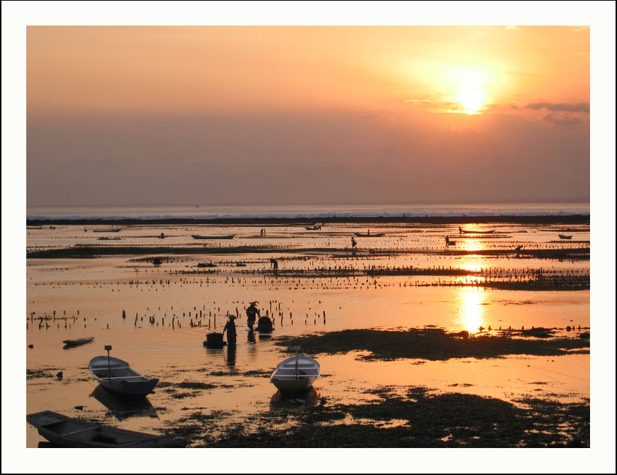 Seegrasfelder im Sonnenuntergang