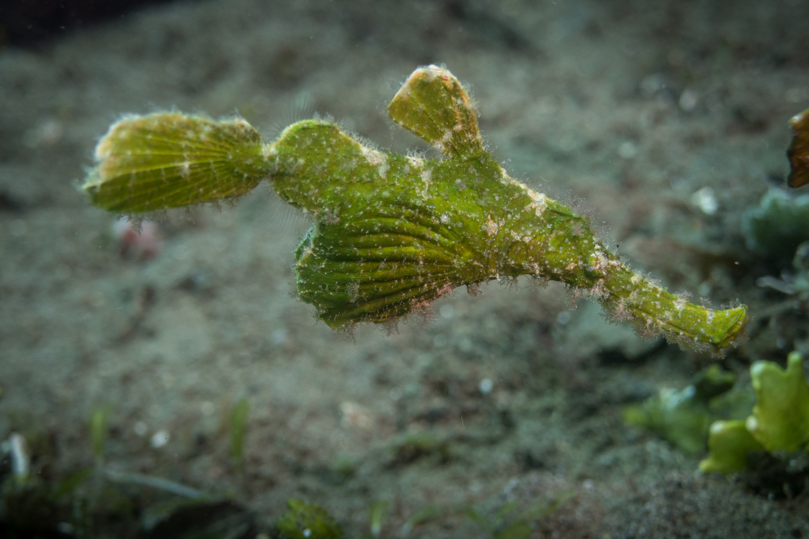 Seegrasgeisterpfeifenfisch 2