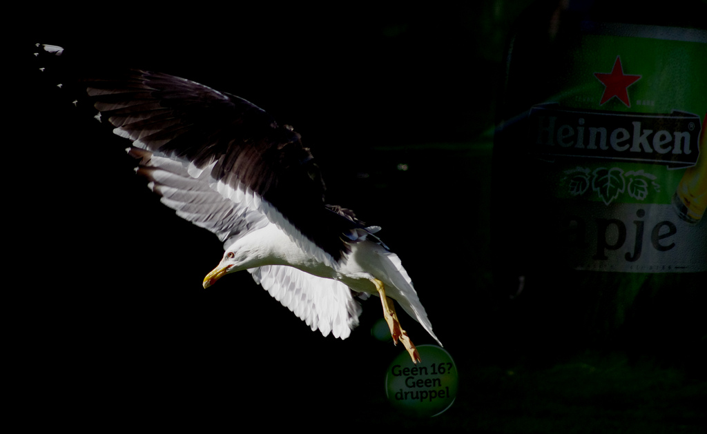 Seegull and Heineken beer : ))