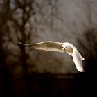 Seegull in Flight..