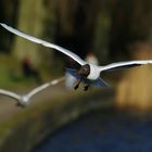 Seegulls flying around!