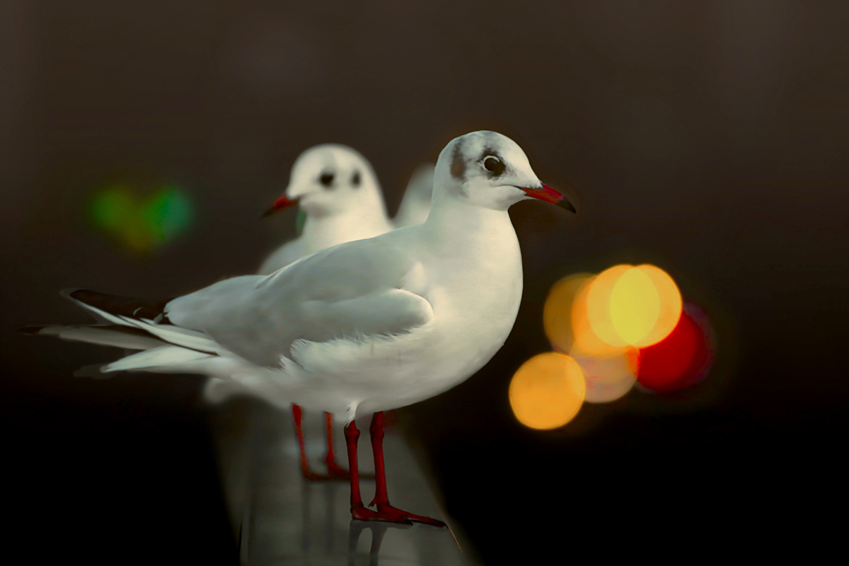 Seegulls in the City..