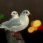 Seegulls in the City..