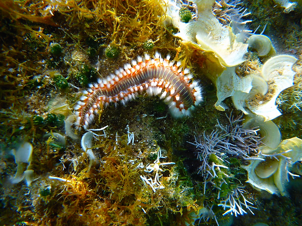 Seegurke ?? Foto & Bild | europe, greece, crete kreta Bilder auf ...