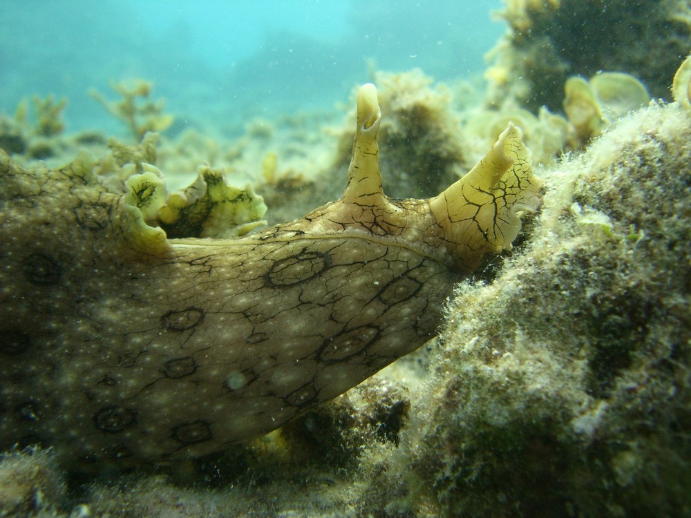 Seehase (Aplysia dactylomela)