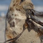 Seehase war leider aus, tut´s auch Laminaria zu Ostern?