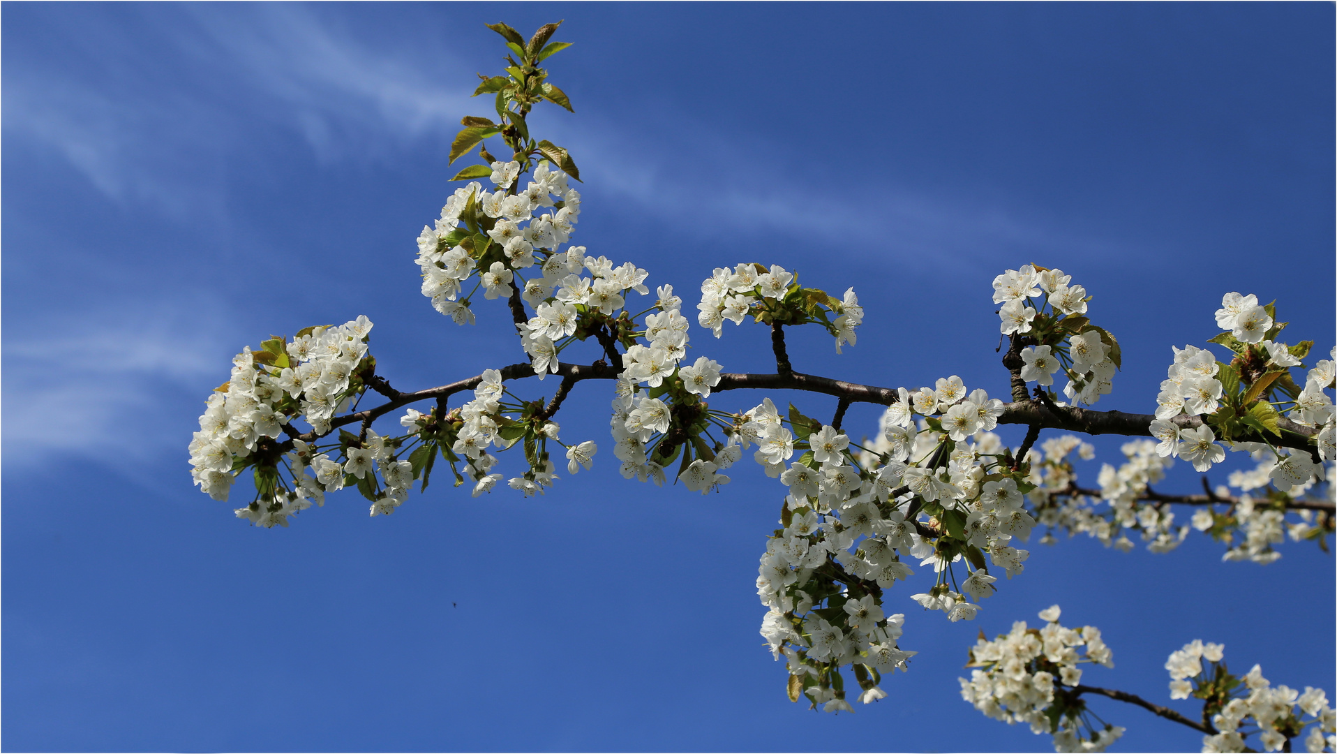 Seeheimer Kirschblüten