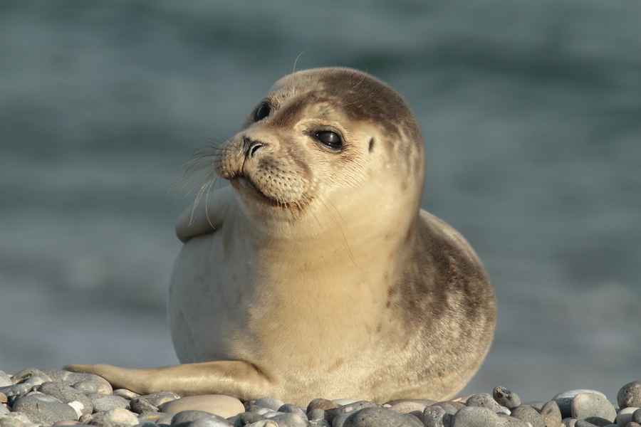 Seehündchen