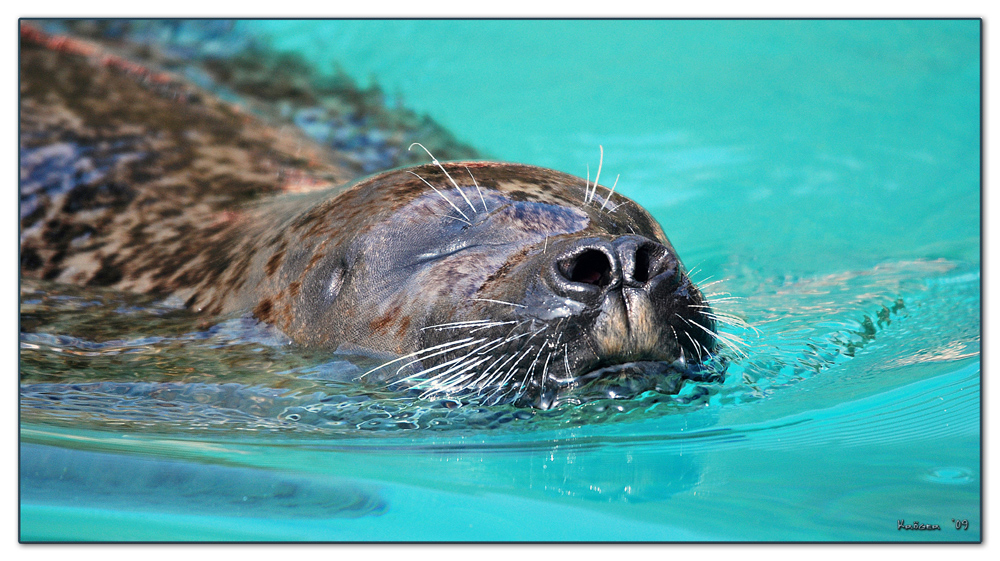 Seehündin im Zoo Neuwied