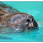 Seehündin im Zoo Neuwied