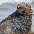 Seehündin in Eckernförde :)