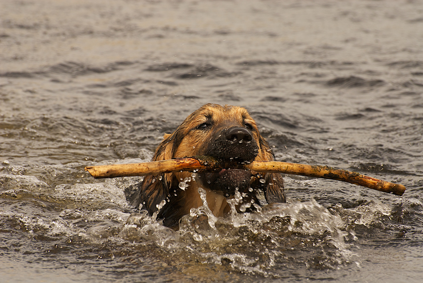 Seehund