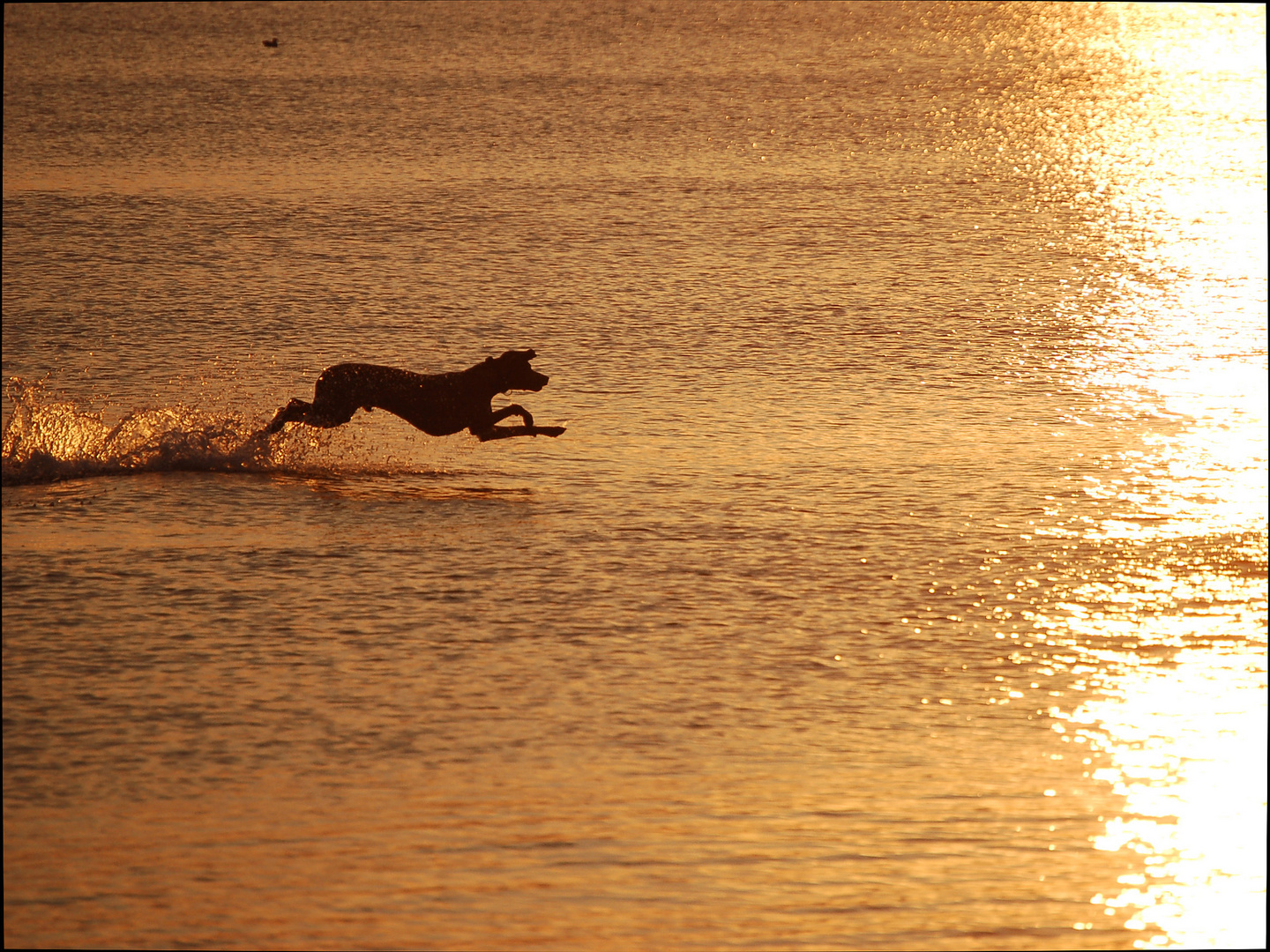 Seehund