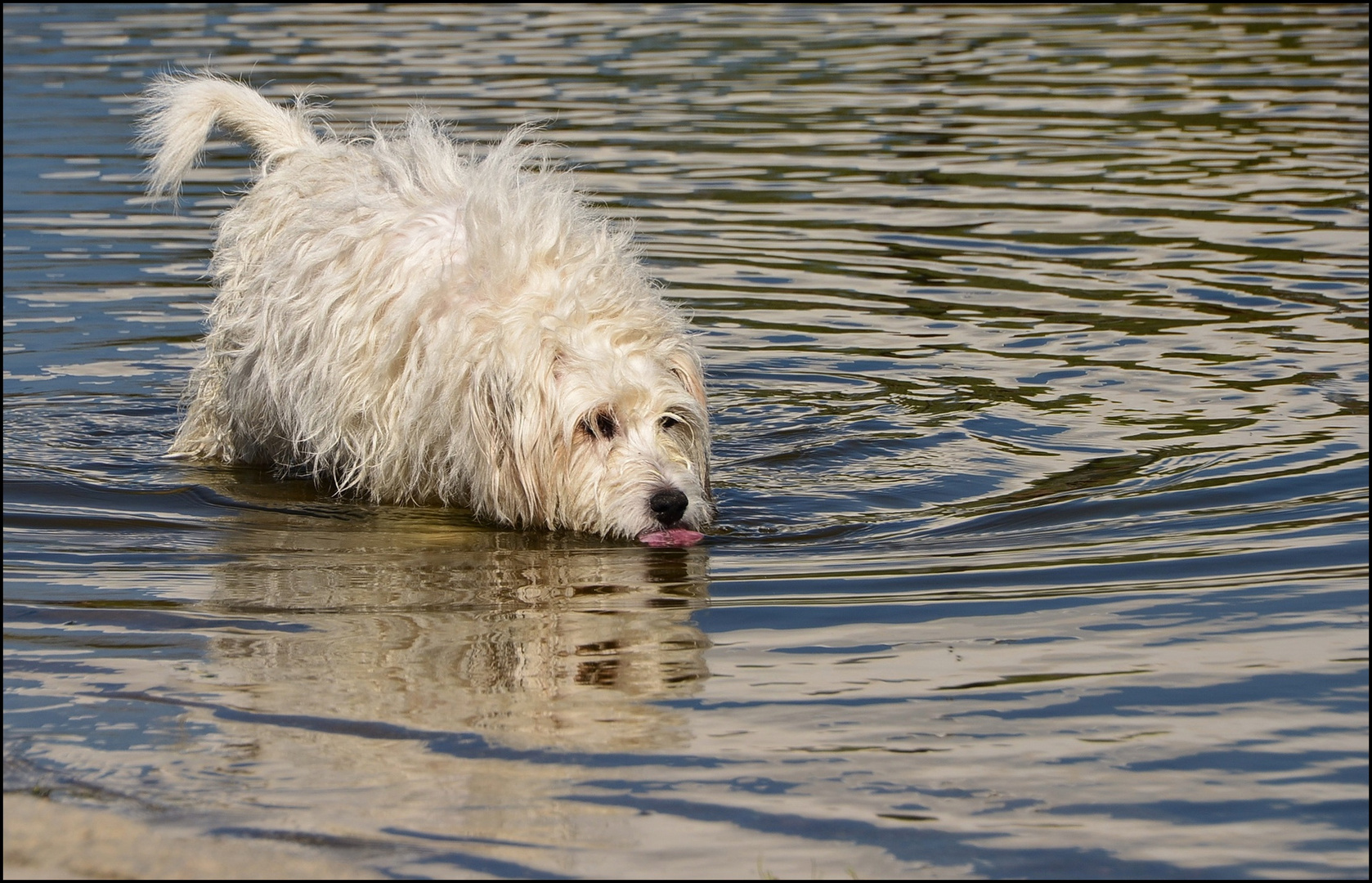 Seehund 4 ... (Für Korbine ;-) ... )