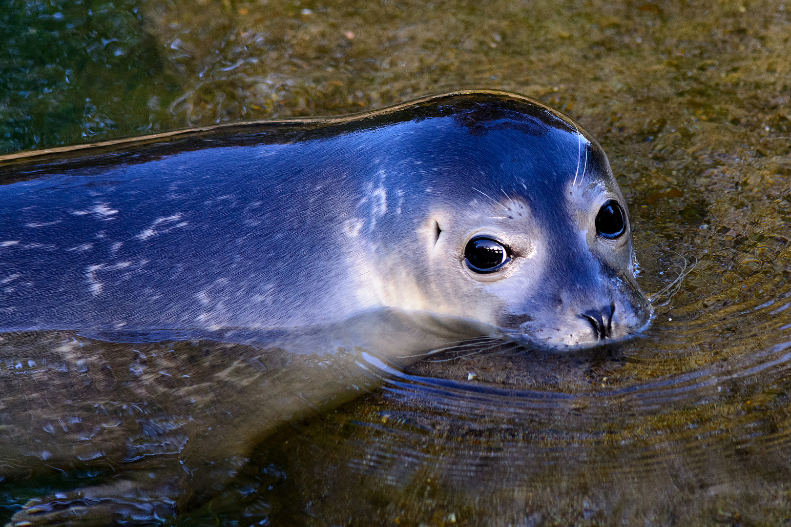 Seehund Foto & Bild | tiere, zoo, wildpark & falknerei, zoo Bilder auf ...
