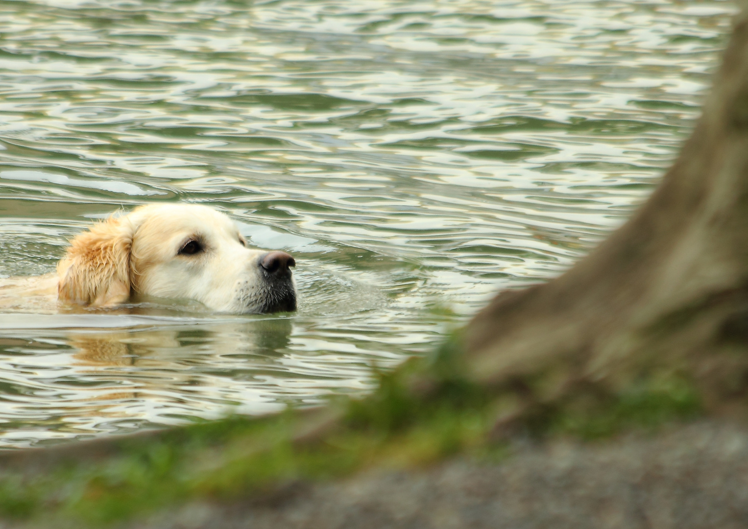 Seehund