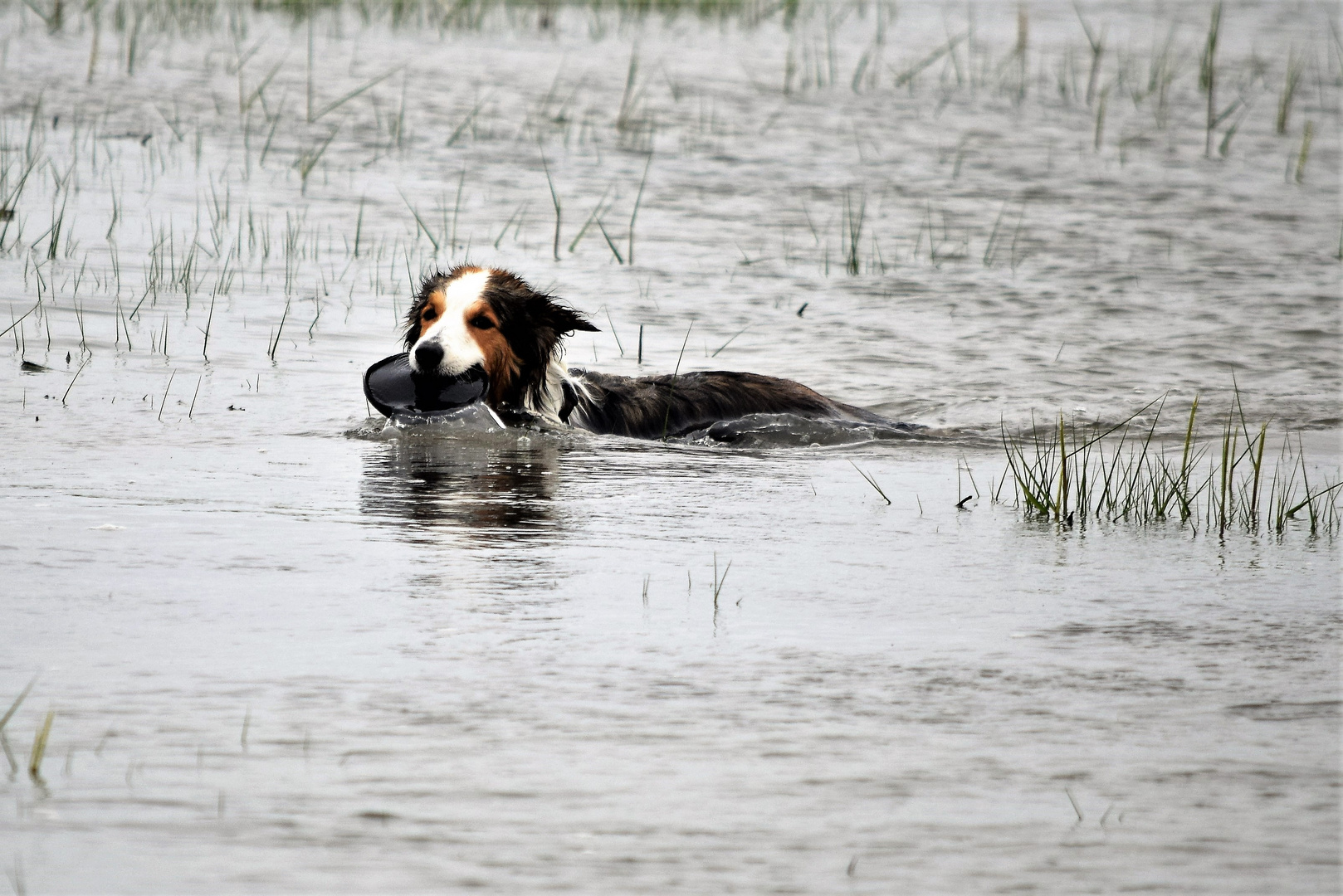 Seehund