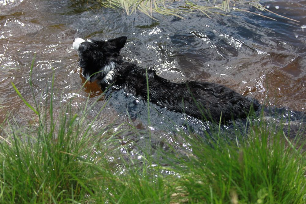 Seehund von Th. Diedrich