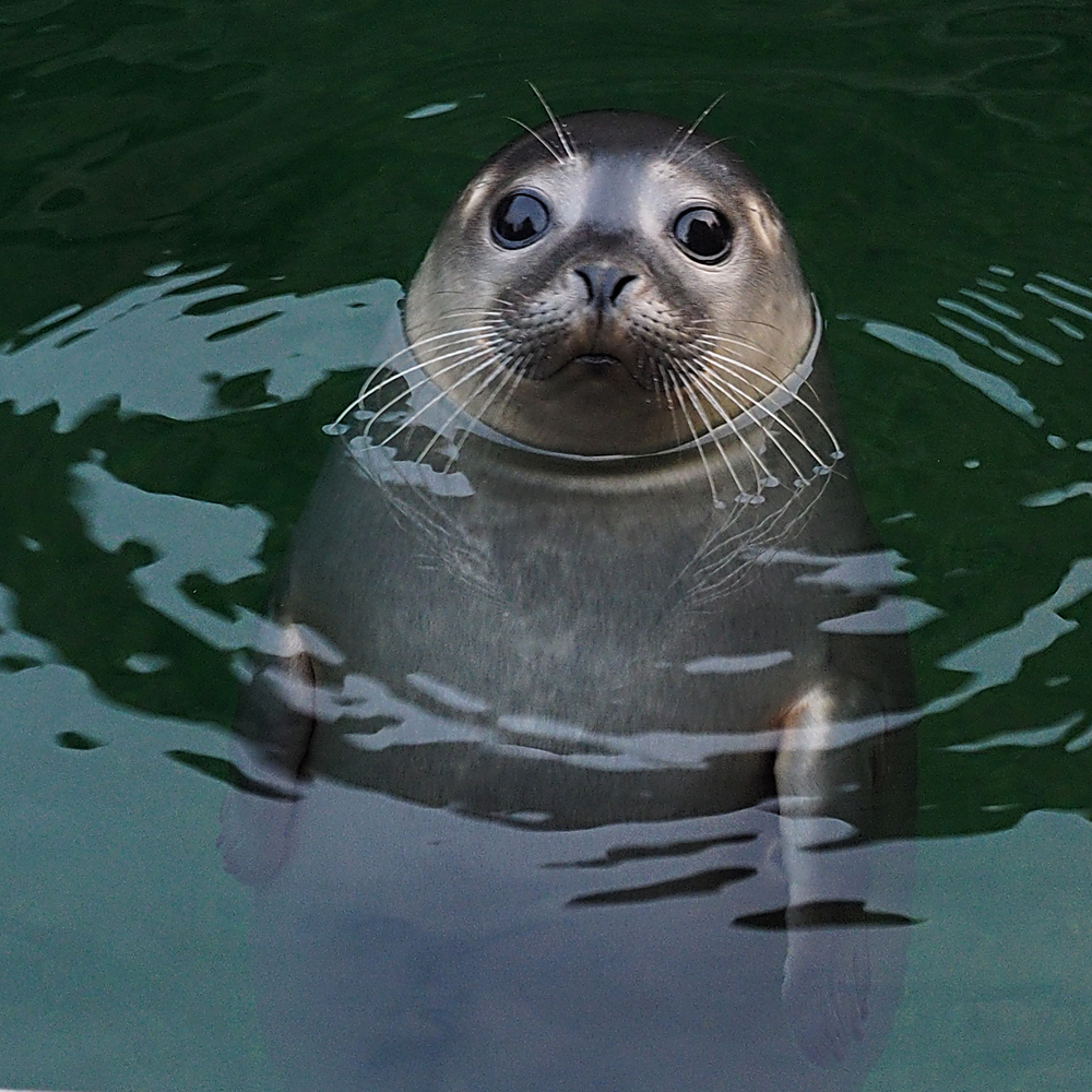 Seehund... Foto & Bild tiere, zoo, wildpark & falknerei, säugetiere