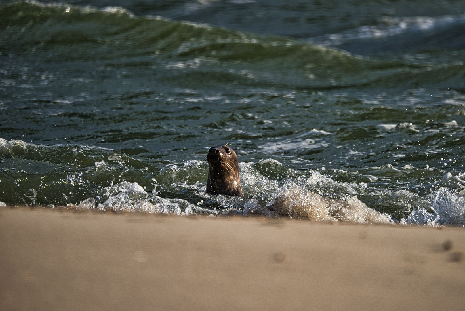 Seehund am Ellenbogen/Sylt