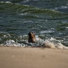 Seehund am Ellenbogen/Sylt