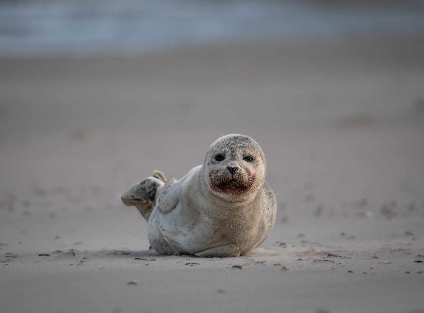 Seehund am Skallinger Strand 