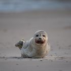 Seehund am Skallinger Strand 