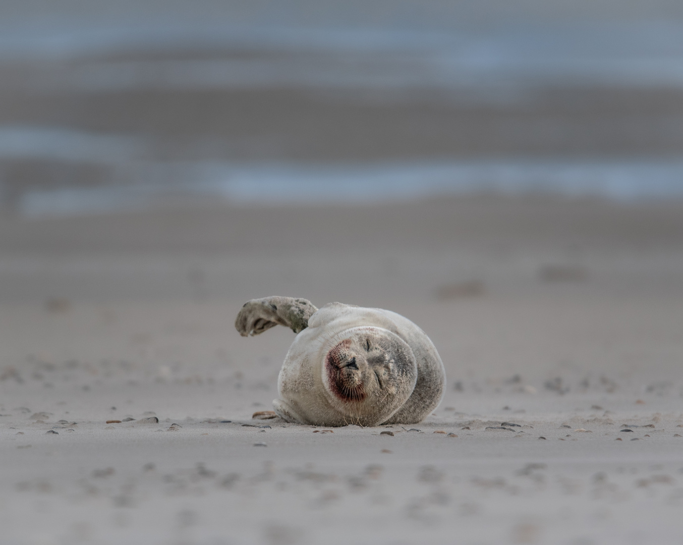 Seehund am Skallinger Strand 