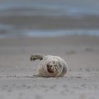 Seehund am Skallinger Strand 