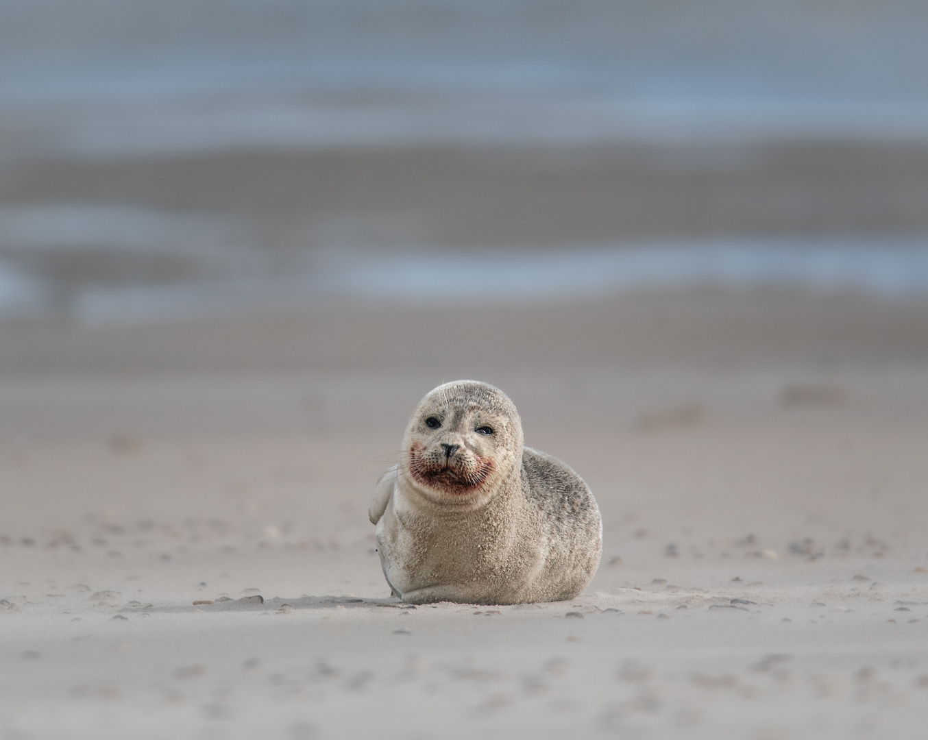 Seehund am Skallinger Strand 