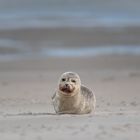 Seehund am Skallinger Strand 