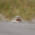 Seehund am Skallinger Strand 