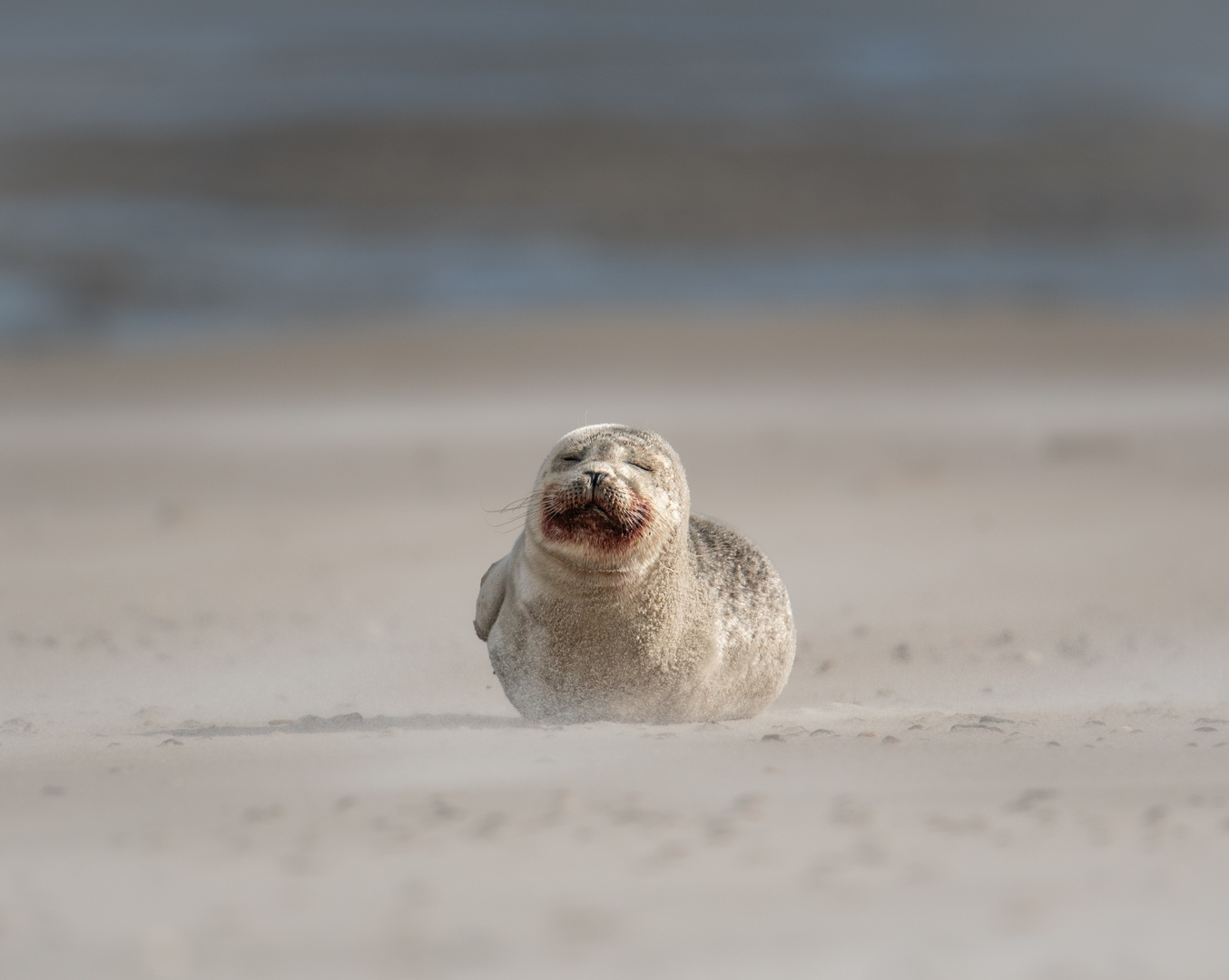 Seehund am Skallinger Strand 