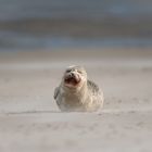 Seehund am Skallinger Strand 