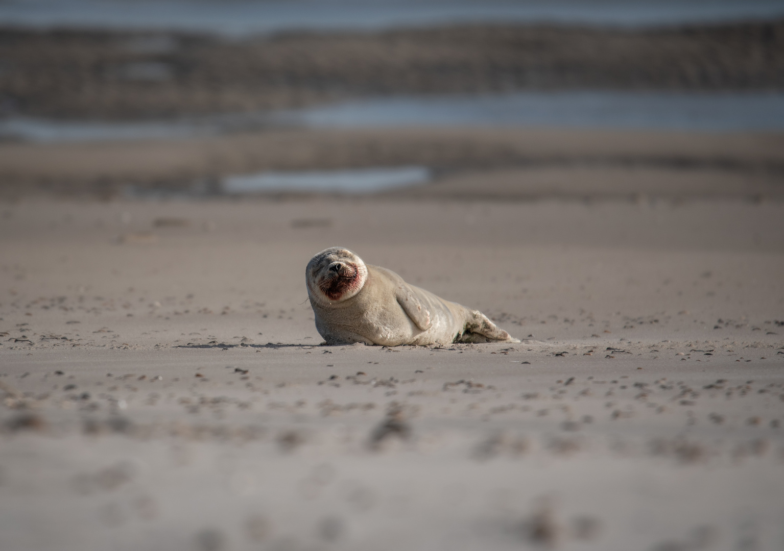 Seehund am Skallinger Strand 