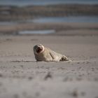 Seehund am Skallinger Strand 