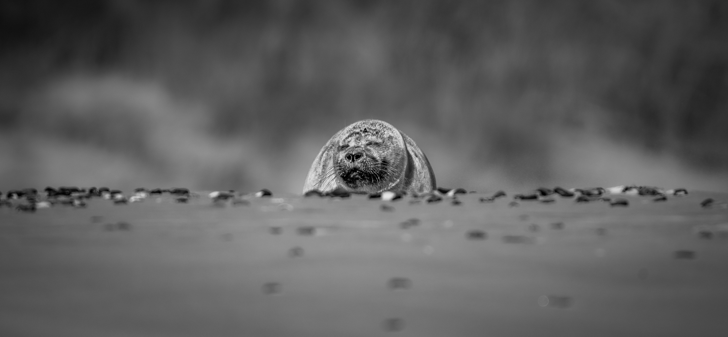 Seehund am Skallinger Strand 