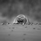 Seehund am Skallinger Strand 