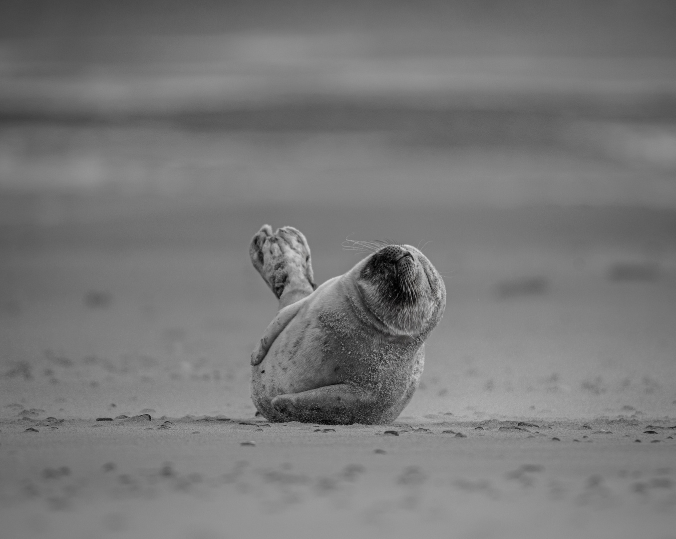 Seehund am Skallinger Strand 